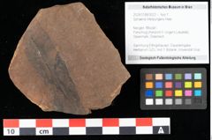 Foto (Objekt + Etikett) von Sphaeria interpungens Heer (NHMW-GEO-2024-0188-0022)